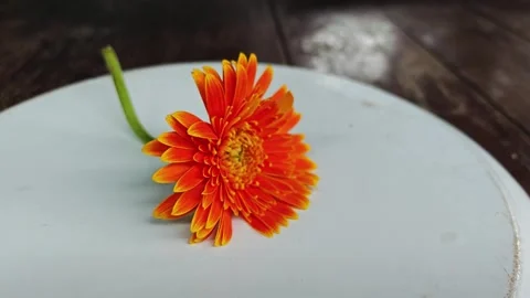 Orange gerbera daisy flower on white plate. Stock Footage 342318494