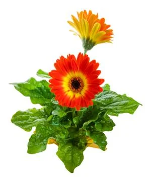 Orange gerbera daisy Stock Photos