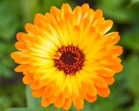 Orange gerbera daisy Stock Photos
