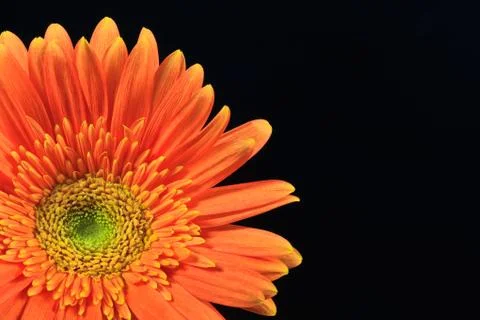 Orange gerbera daisy Stock Photos