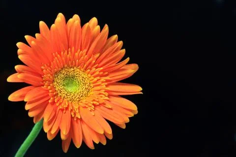Orange gerbera daisy Stock Photos