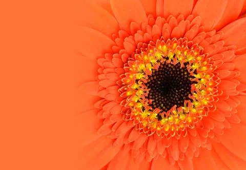 Orange Gerbera Flower with Gradient Stock Photos