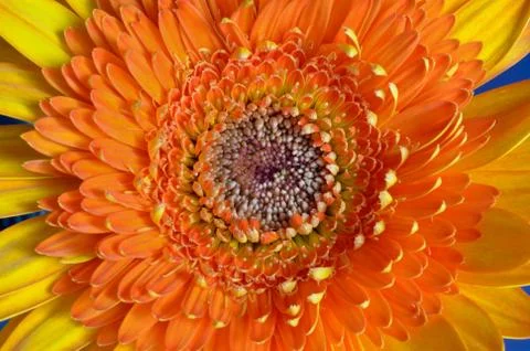 Orange gerbera flower. Foto stock
