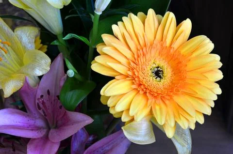 Orange gerbera flower 스톡 사진
