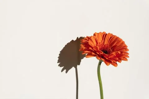 Orange Gerbera Flower with Shadow on White Stock Photos