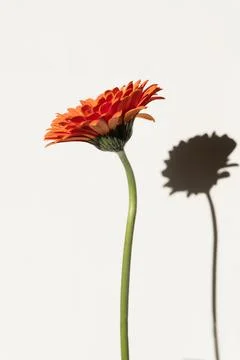 Orange Gerbera Flower with Shadow on White Stock Photos