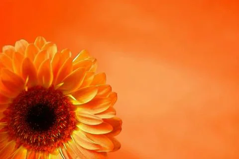 Orange gerbera on an orange background Foto stock