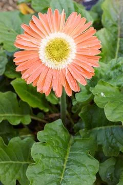 Orange gerbera Stock Photos
