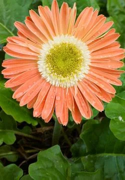 Orange gerbera Stock Photos