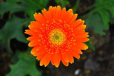 Orange gerbera Stock Photos