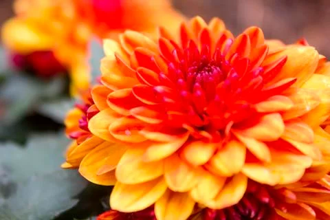 Orange gerbera Stock Photos