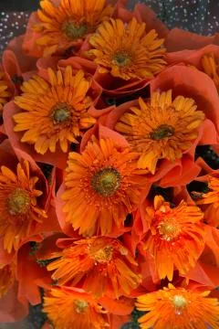 Orange gerbera Stock Photos