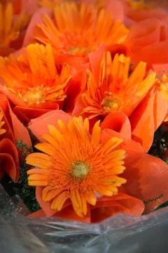 Orange gerbera 스톡 사진