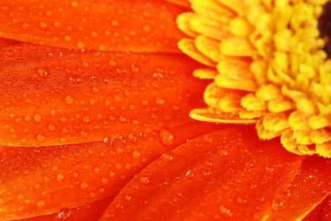 Orange gerbera Foto stock