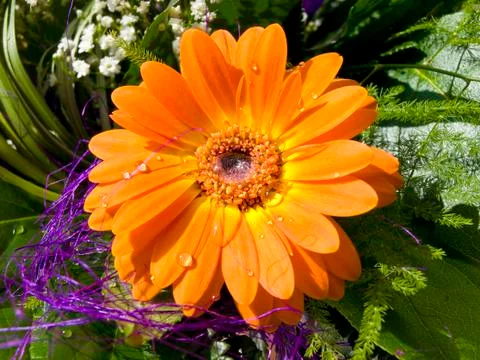 Orange Gerbera Stock Photos