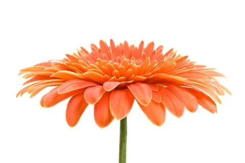 Orange Gerbera Stock Photos