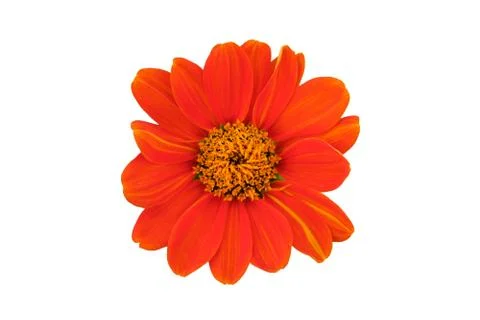 Orange gerbera Stock Photos