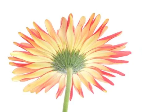 Orange gerbera Stock Photos