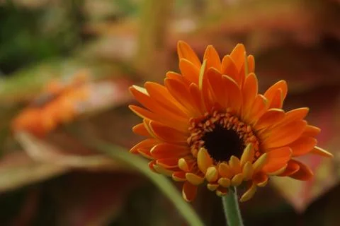 Orange gerbera Stock Photos