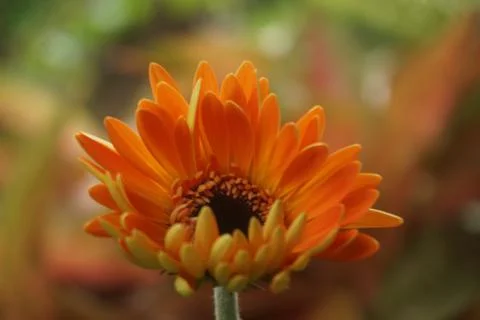 Orange gerbera Foto stock