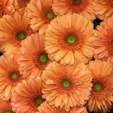 Orange gerbera seamless pattern floral festive background Stock-Fotos
