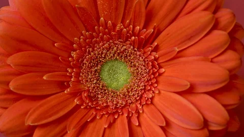 Orange gerbera spinning closeup in a circle Video stock 123485061