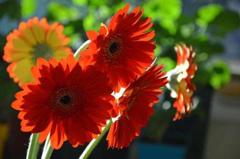Orange gerbers Stock Photos