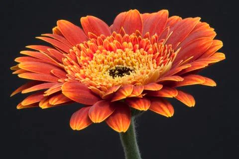 Orange Germini Stock Photos