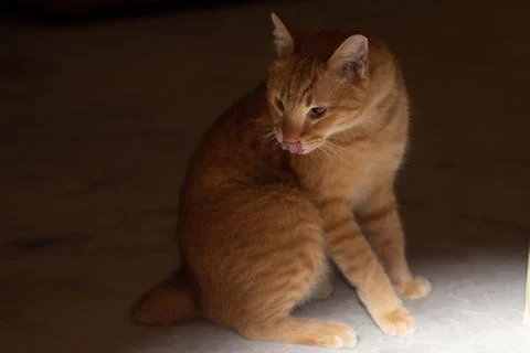 Orange Ginger Cat with Flash Lighting Foto stock
