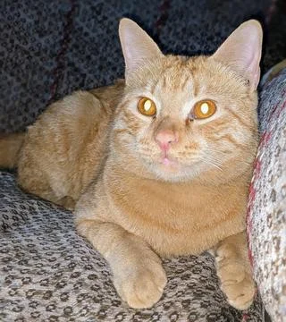 Orange Ginger Cat Lying On Gray Textured Sofa 스톡 사진