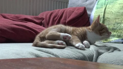 Orange-Ginger kitten cleaning on couch and running out of frame 库存影片 146782289