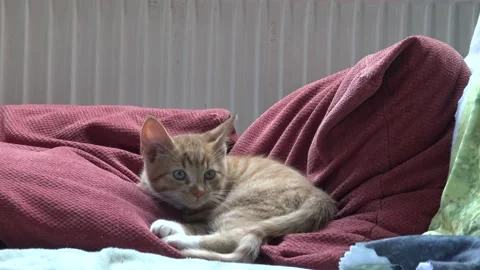 Orange-Ginger kitten lying on couch and walking out of frame Stock Footage 146782713