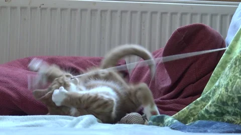Orange-Ginger kitten playing on couch with toy and cleaning Stock Footage 146781754