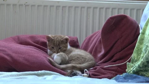 Orange-Ginger kitten playing with tail on couch and falling asleep Stock Footage 146782216