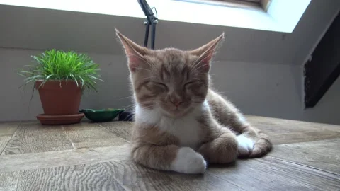 Orange-Ginger kitten sleeping on table, waking up and walking up to camera 库存影片 146784212