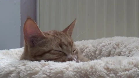 Orange-Ginger kitten sleeping, waking up and falling back asleep in fluffy bed 库存影片 146851756
