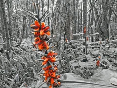 Orange ginger Stock Photos