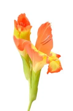 Orange gladiolus Stock Photos