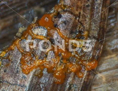An orange glazy moving plasmodium of a slime mold on a substrate Stock Photos