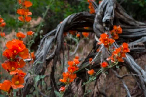 Orange globe mallow sphaeralcea Stock Photos