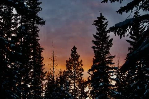 Orange glow sunset with pine trees Stock Photos