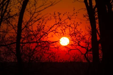 Orange glow sunset with tree branches. Background Stock Photos