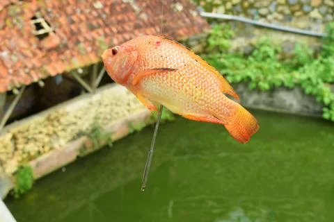 Orange gold fish caught using a fishing gun in a pond Stock Photos