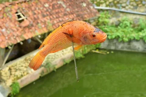Orange gold fish caught using a fishing gun in a pond Stock Photos