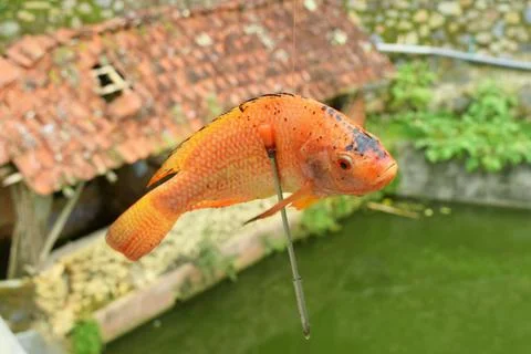 Orange gold fish caught using a fishing gun in a pond Stock Photos