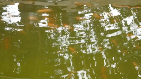 Orange goldfish pond background close up Stock Footage 300860490