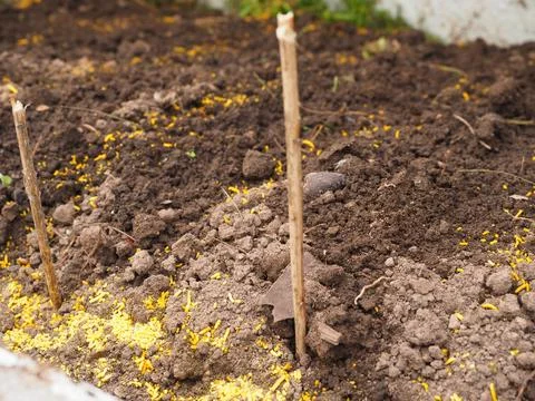 Orange granules for ant control Foto stock