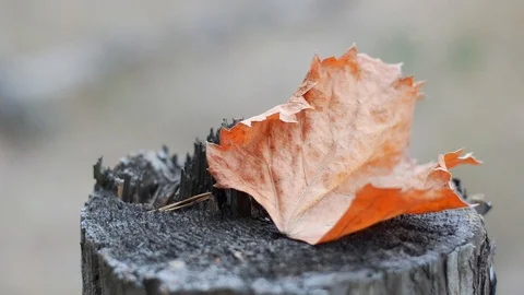 Orange grape leaf on a dry stump. Stock Footage 122728671