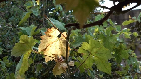 Orange grape leaf on a green vineyard 스톡 동영상 95690284