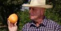 Orange Grapefruit Harvest Farm Picker Looking Closeup Choose Best Garden Fruit 4k or 4k+ Resolution
